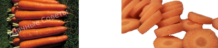 детская сладкая морковь, фото, описание