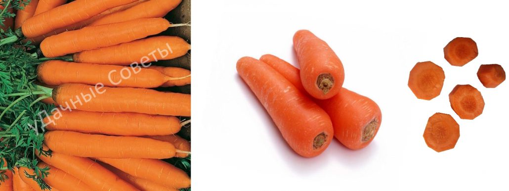 сладкая морковь карамелька, фото, описание
