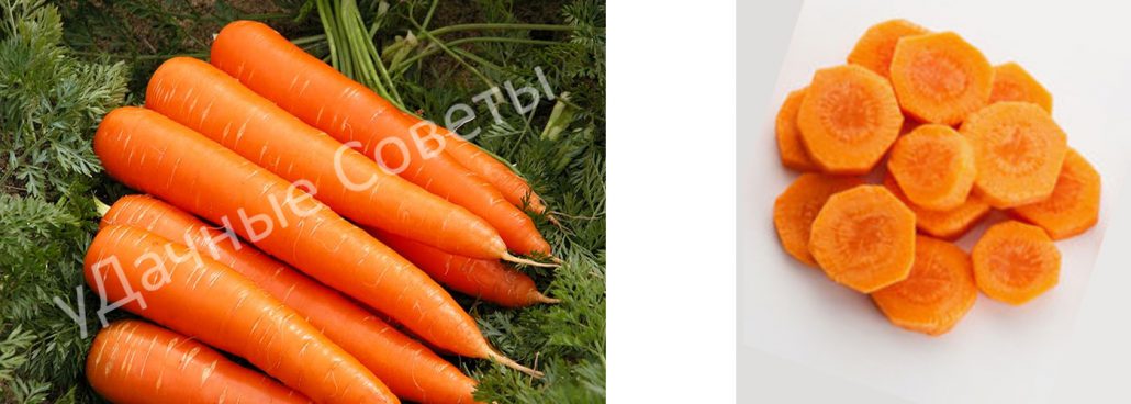 сладкая морковь королева осени, фото, описание