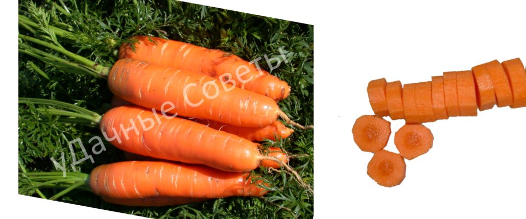 сладкая морковь нантская, фото, описание