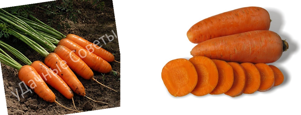 сладкая морковь шантане, описание фото