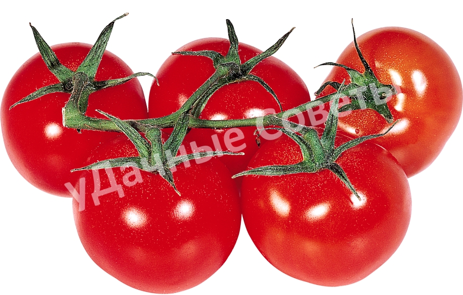 сибирские помидоры на веточке