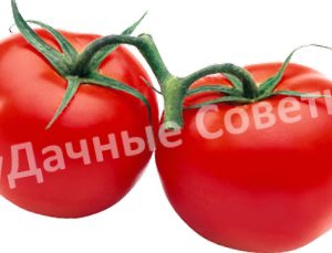 помидоры на веточке