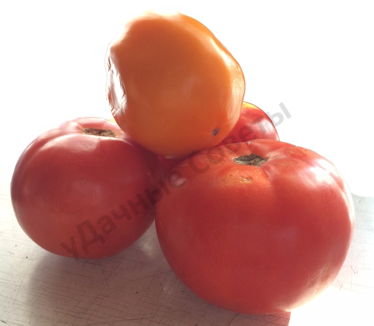 сибирские помидоры с огорода
