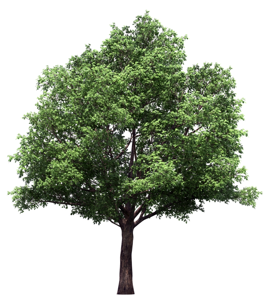 липа - дерево для сада