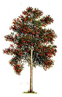 рябина - дерево для огорода