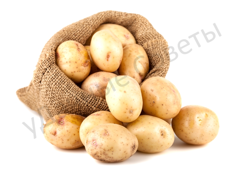 хранение семенного картофеля