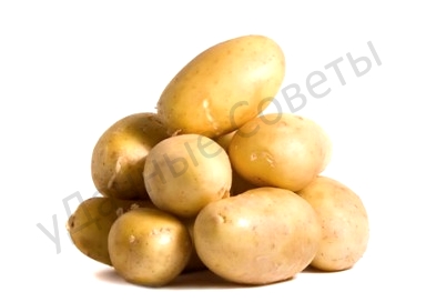 заготовка семенного картофеля