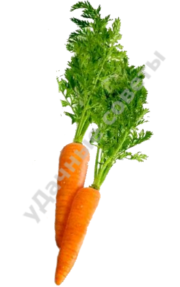 морковь фото